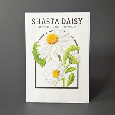 Shasta Daisy - Vintage Seed Catalog Packets